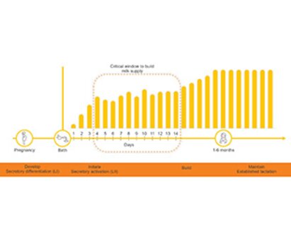 An illustration from Medela on "Coming to volume is an indicator of the efficacy for the interventions to support effective initiation".