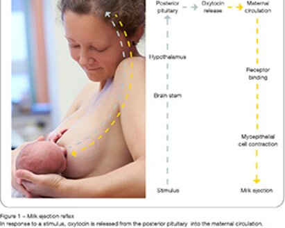 A mother breastfeeds her baby. To their right is a diagram and text describing the process of breast milk coming in, from stimulus to ejection.