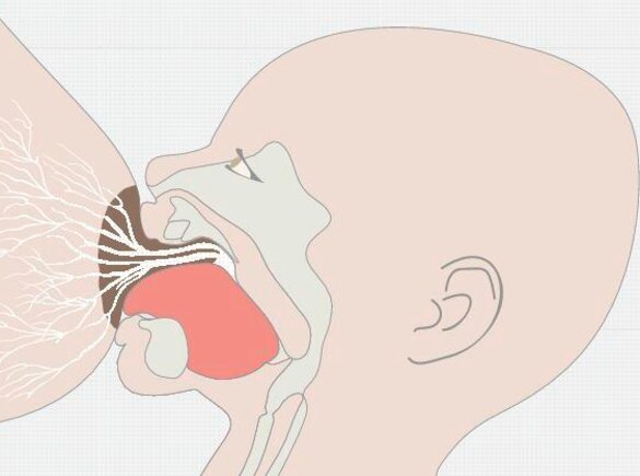 Zijaanzicht anatomie van de mond van de baby tijdens het zogen aan de borst van de moeder.