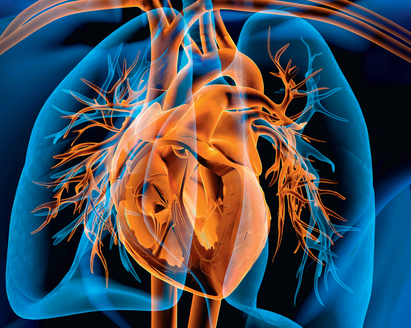 An illustration of a human chest with the heart in orange and lungs in blue.